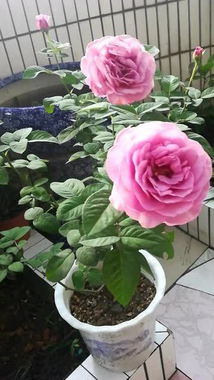 蓝色系月季兵马俑酒店夏花介绍