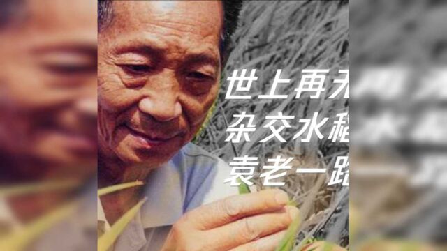 袁隆平去世,世上再无杂交水稻之父,袁老一路走好