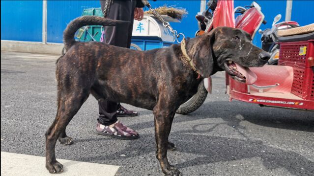 普罗特猎犬逛农村狗集,头脸像拉布拉多叫声像驴吼,6000元不卖