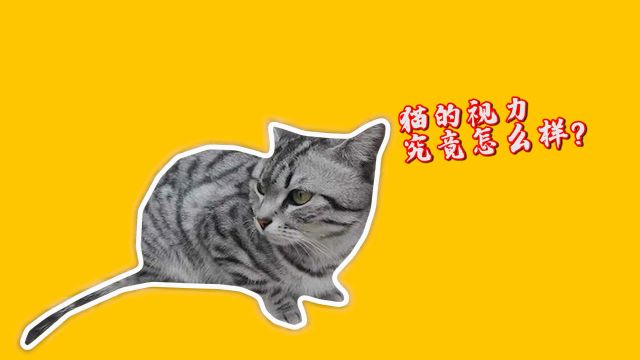 猫的视力究竟怎么样?