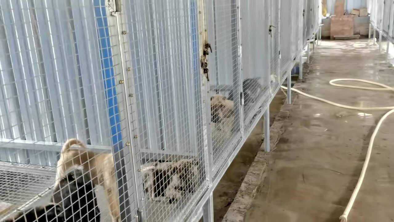 狗场到底如何去建设