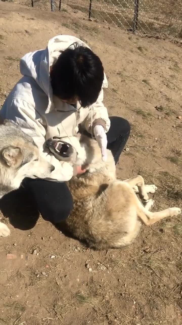 狼犬捷克狼犬,是全世界最像狼的狗!腾讯视频