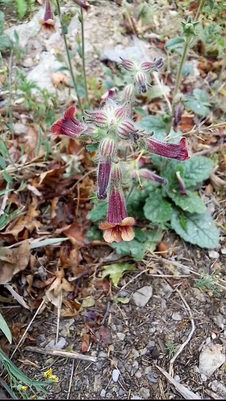 地黄花,像带刺的喇叭花