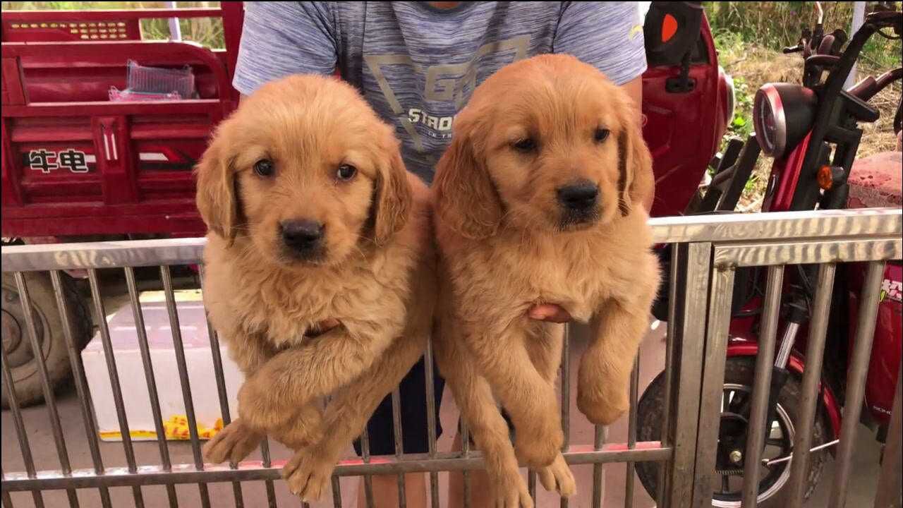 这几只金毛幼犬,,头版好毛色漂亮,大家来欣赏品评下
