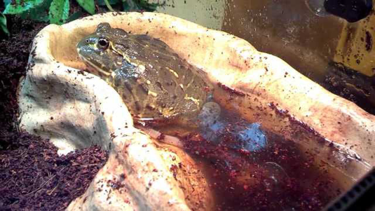 癞蛤蟆吃蚯蚓,看起来太逗了,样子笨笨的