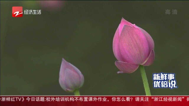 400种荷花难得一见,新品等你来取名