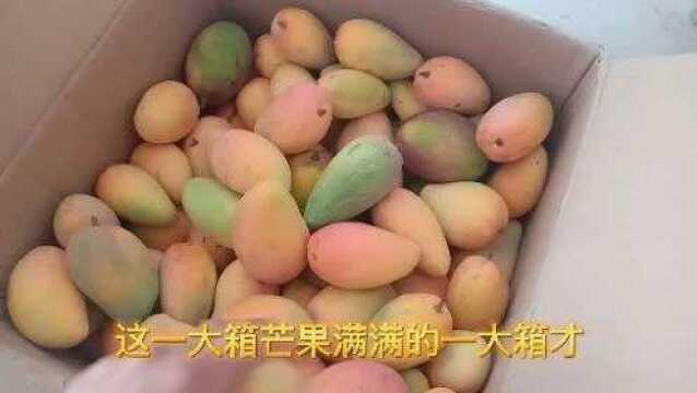 一块钱一斤的芒果你见过吗?味道杠杠的