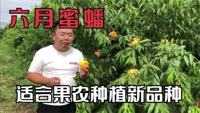 六月成熟的黄毛蟠桃新品系,商品率高口感好,适合果农种植新品种