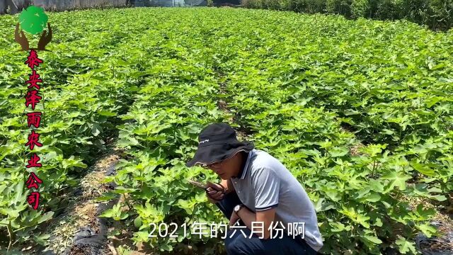 这就是青皮无花果树苗 青皮无花果苗的品种介绍