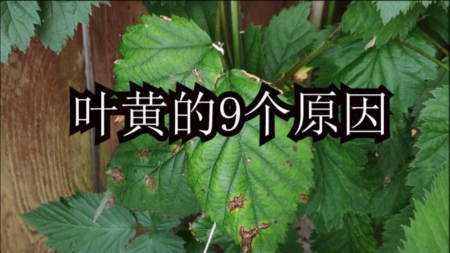 养花种菜:植物叶子发黄的9个原因,分享老园丁的养护经验