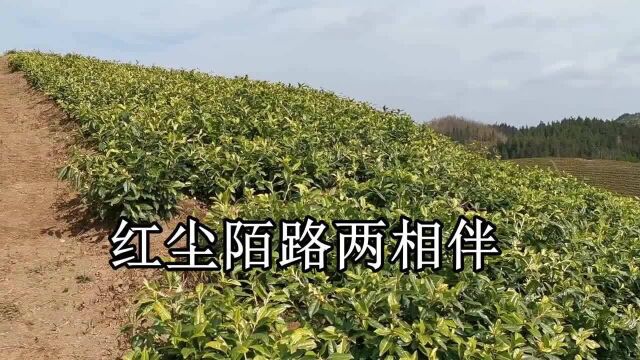 贵州山歌《红尘陌路两相伴》山歌对唱,民间小调