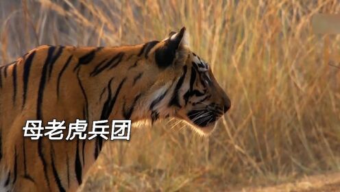一头母老虎的战斗力极高，如果四头母老虎组队一起，面对狮子群又如何！