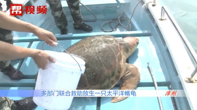 125斤大海龟被误捕,经查为国家一级保护动物,多部门救助放生