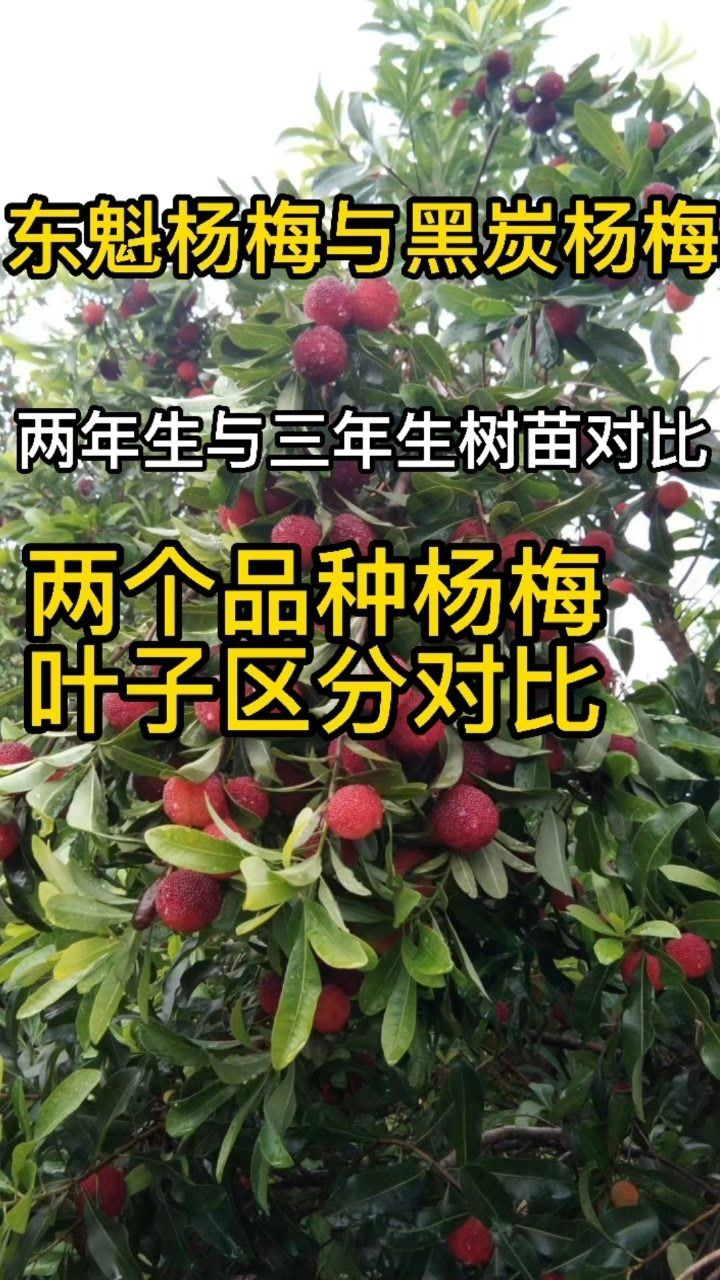 东魁杨梅苗
