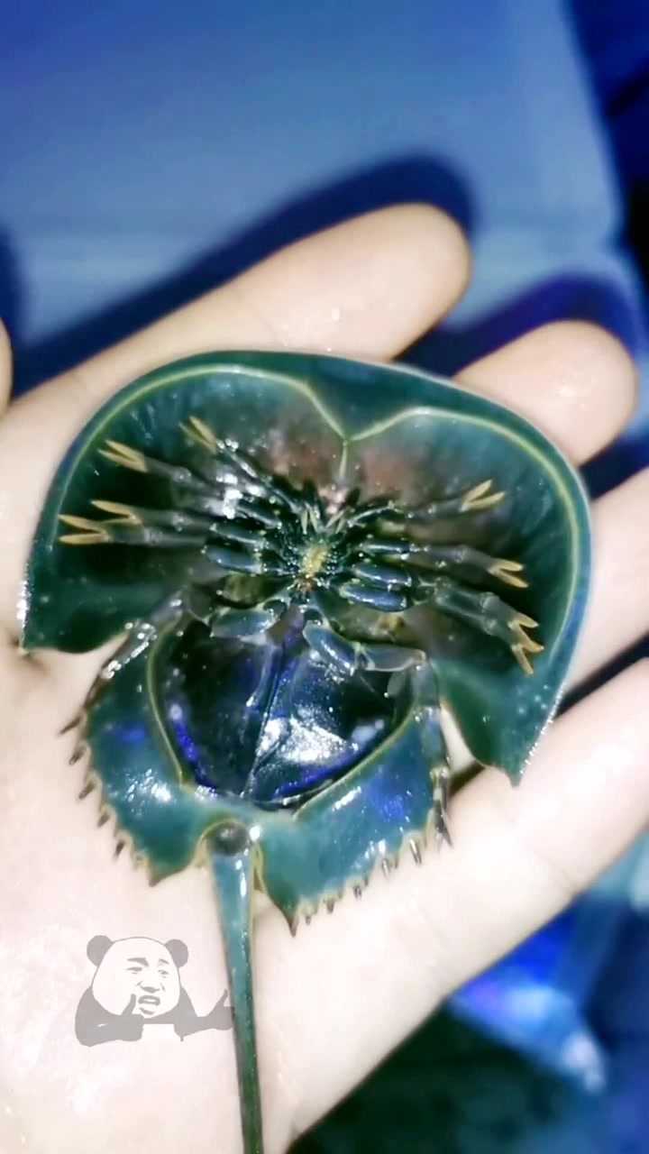 鲎鱼节肢动物甲壳类生活在海中尾巴坚硬似宝剑