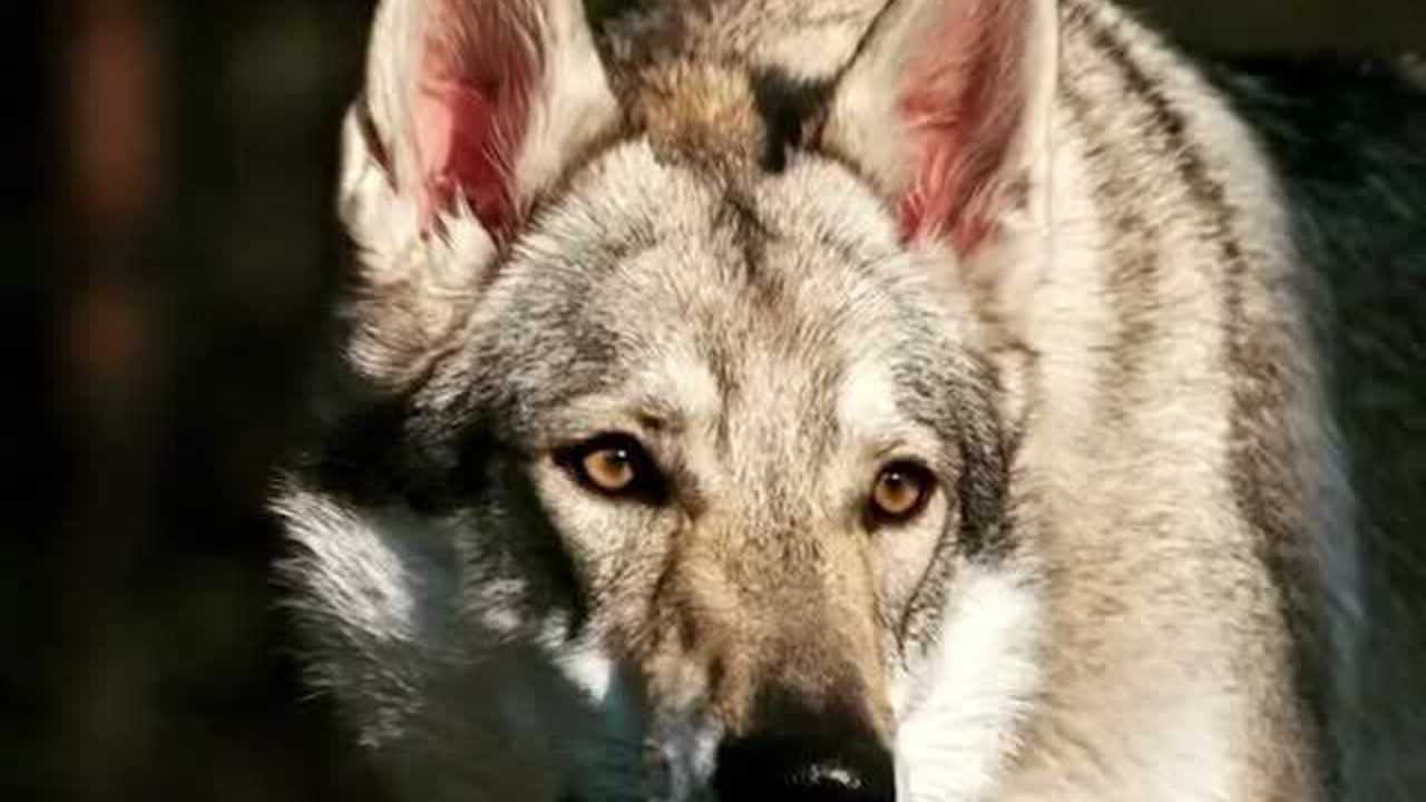 狼"来啦捷克狼犬