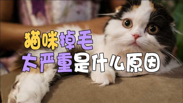 猫咪掉毛太严重是什么原因