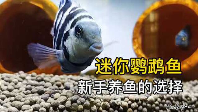 迷你鹦鹉鱼,养鱼新手的选择,皮实,繁殖能力强