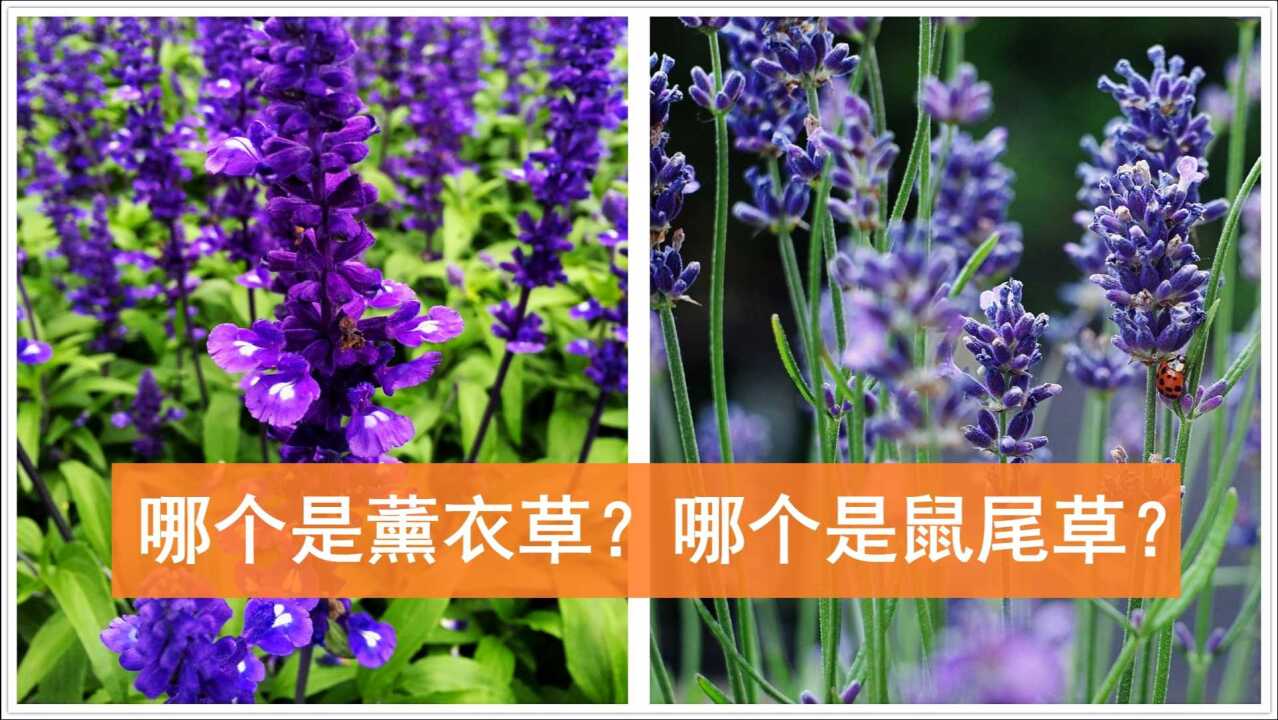 鼠尾草跟薰衣草图片