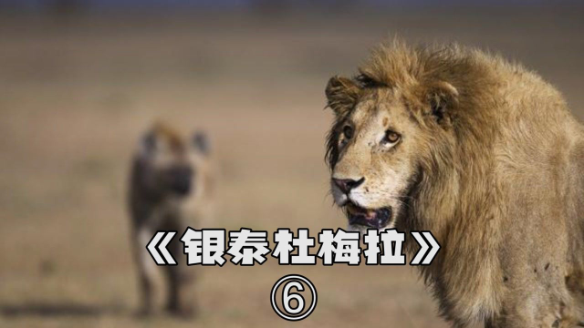 银泰杜梅拉鬣狗与狮子永世的宿敌霸气连杀两任鬣狗女王