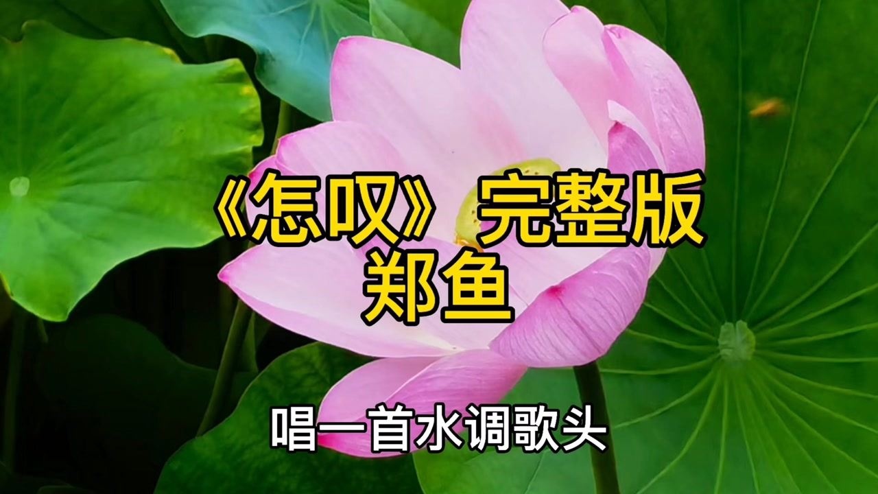 怎叹完整版郑鱼