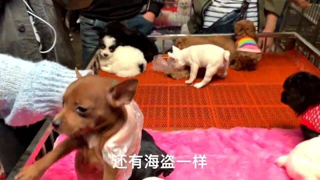 农村狗市:实拍狗市,这样法国斗牛犬600就I,买到真是赚到了!