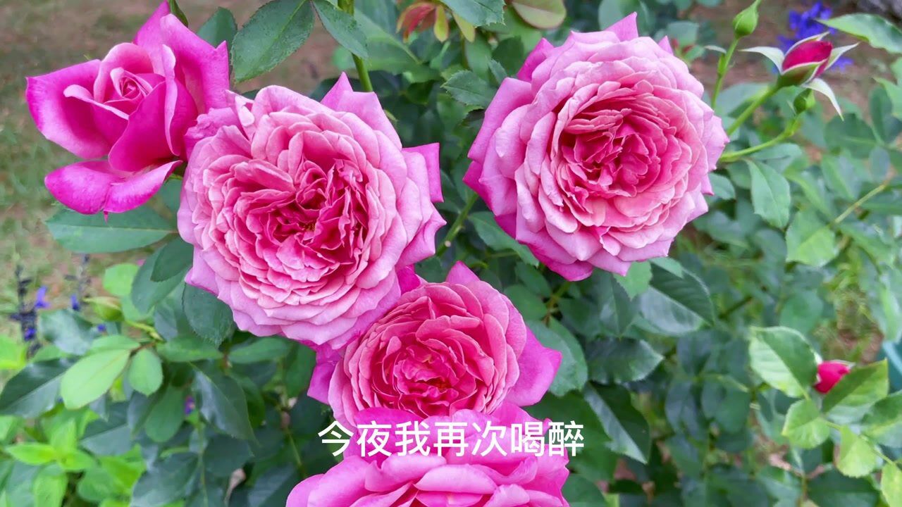 倪尔萍《酒后更想你》