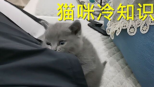 猫咪冷知识,你知道多少呢#“知识抢先知”征稿大赛#