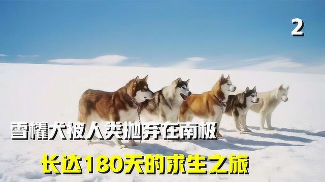 八条雪橇犬被人类抛弃南极,开始了长达180天的求生之旅#电影种草指南大赛#