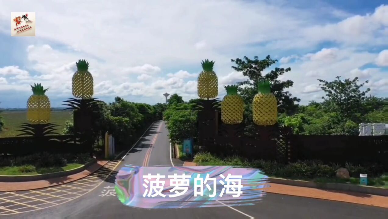 《徐闻》菠萝的海
