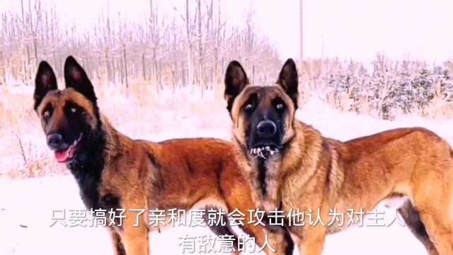 在中国被应用最广的警犬