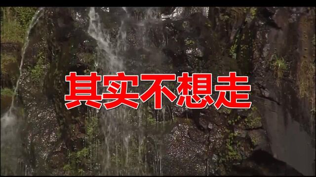 经典老歌:《其实不想走》歌曲旋律动听优美,歌词唯美别致