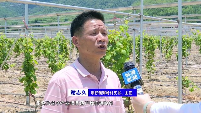 翁源优化营商环境 葡萄生态产业园项目快速落地