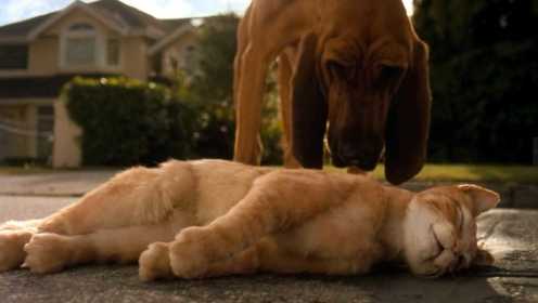 猫狗大战：猫和狗狗打架，打不过就躺在地上装死，结果悲剧了