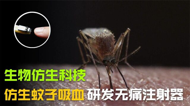 生物仿生科技:透视蚊子无痛感吸血构造,仿生制造无痛注射器