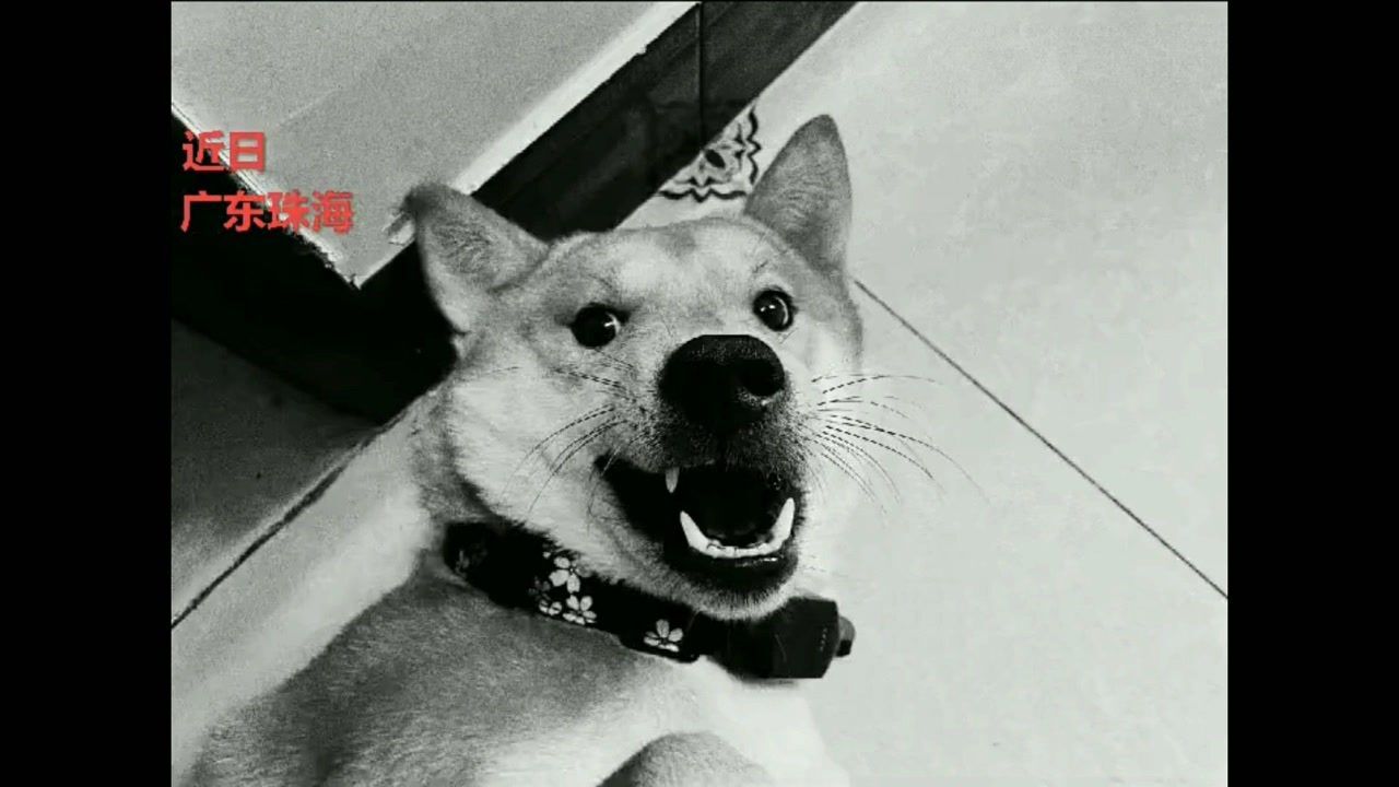 为柴犬初七发声