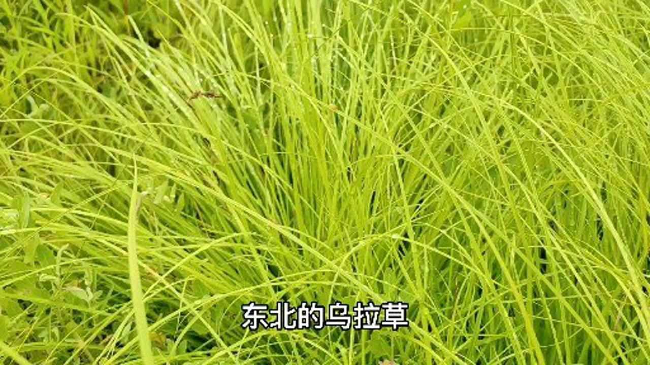 东北老三宝之乌拉草以前是宝现在是草小伙在沟塘里看到一片