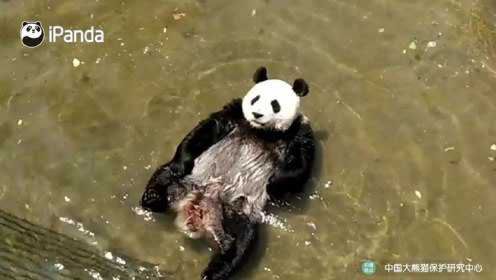 全程高能！大熊猫夏季迷惑行为大赏