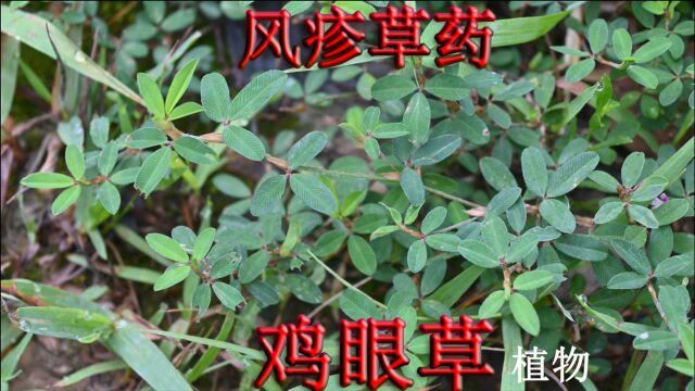 风疹草药“鸡眼草”您认识吗?农村俗称人字草,植物用途了解下