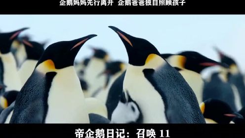 帝企鹅日记：召唤-11，企鹅妈妈先行离开  企鹅爸爸独自照顾孩子