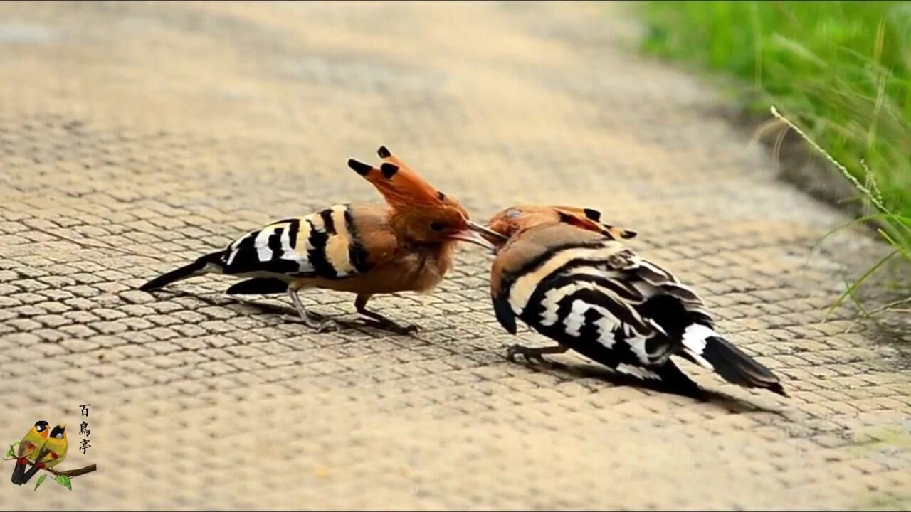 路遇两只扭打在一起的臭咕咕戴胜鸟看看哪个厉害