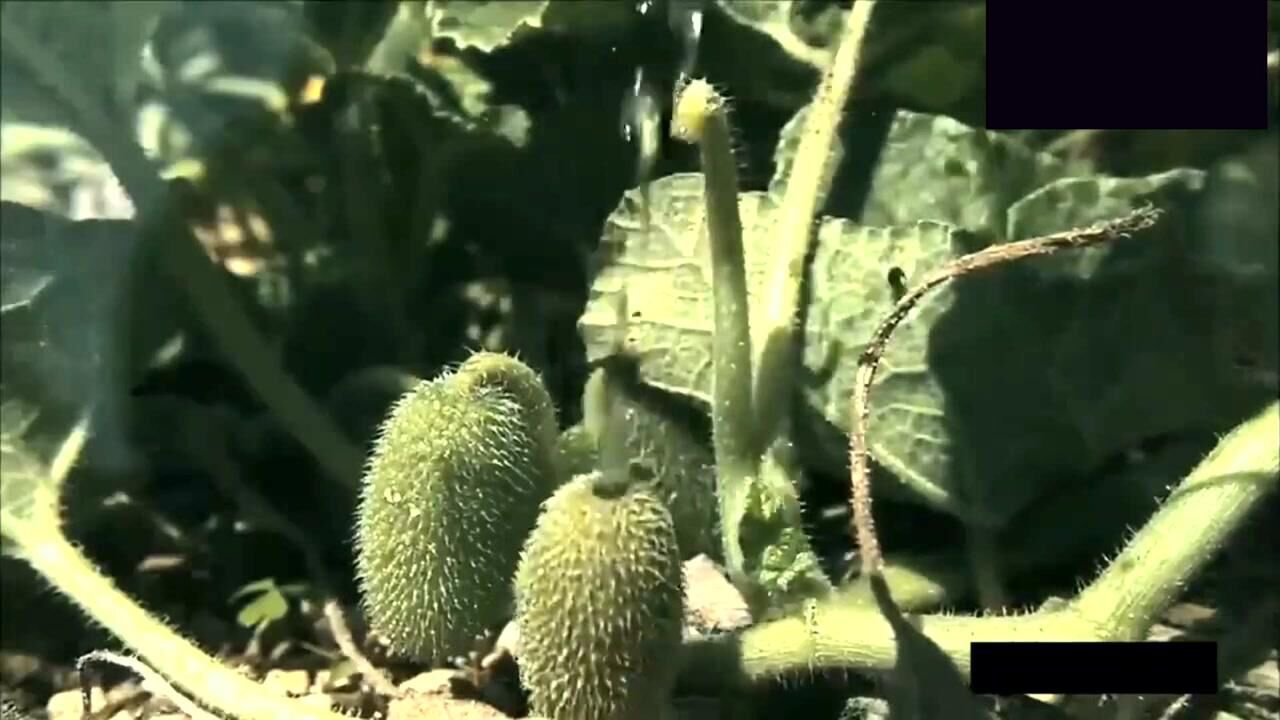 自然研究院会爆炸的果实喷瓜