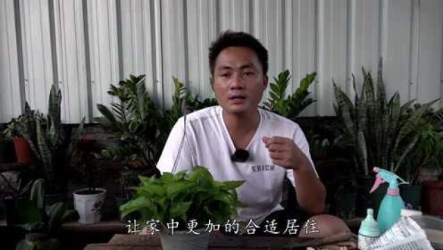 最适合懒人花友的绿萝养法,看似很“佛系”,但效果很棒