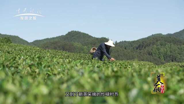 《美丽中华行》之《唯念山水间 康养茶寿山》