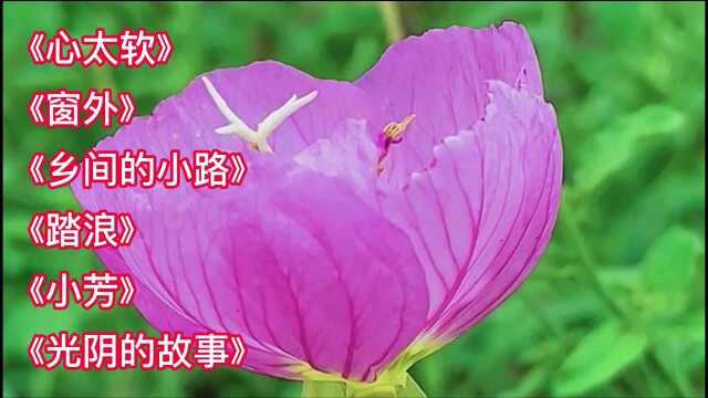 几首好听的歌曲