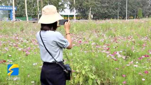 诗画山东|聊城城区惊现大片波斯菊“花海” 正值花期景色迷人