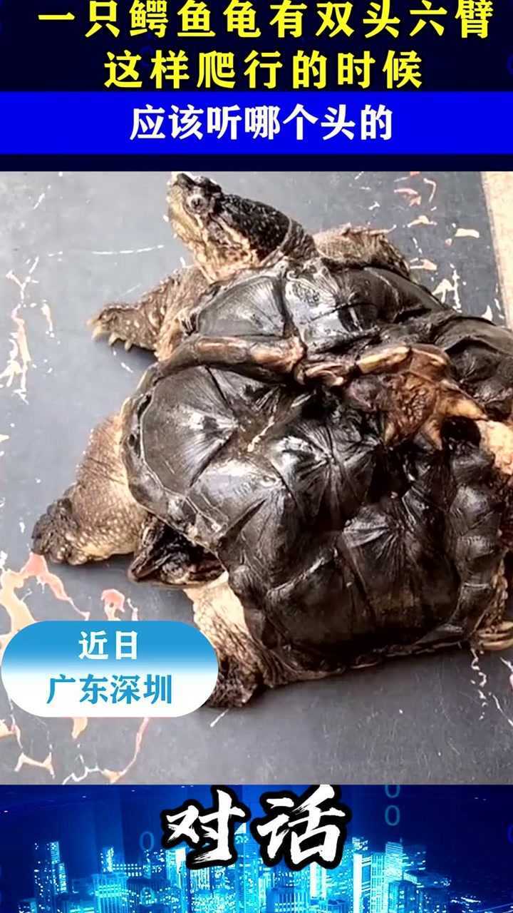 一只鳄鱼龟有双头六臂这样爬行的时候应该听哪个头的