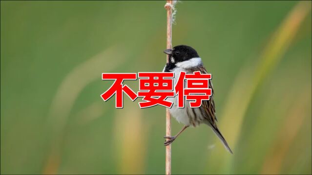 儿时的经典老歌《不要停(DJ洗脑神曲版)》