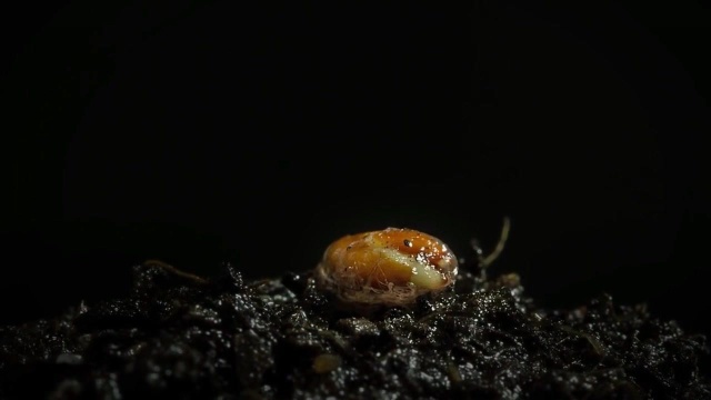 植物花卉的发芽生长过程,感慨生命之绽放!