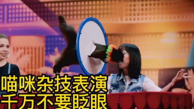 喵咪界的大哥表演杂技,千万不要眨眼哦